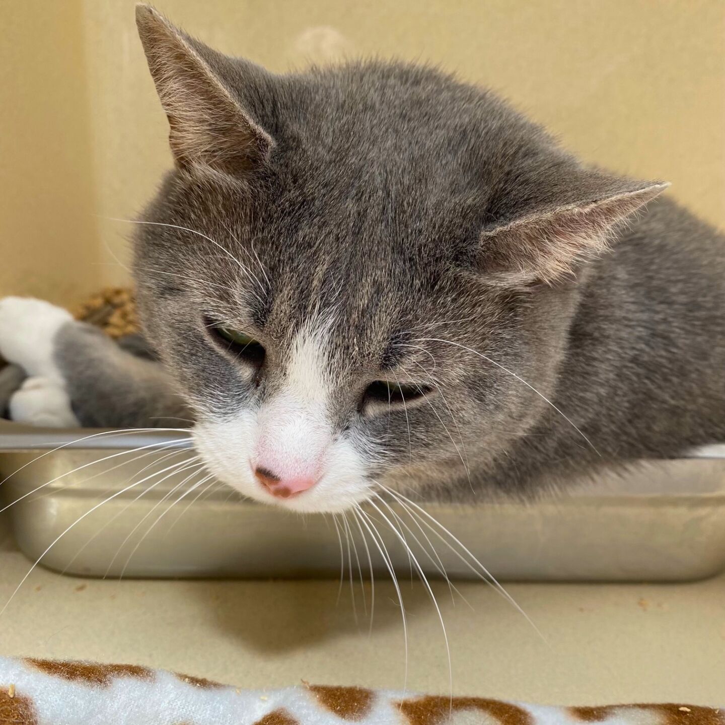 LCSPCA Pet of the Week: Stormy